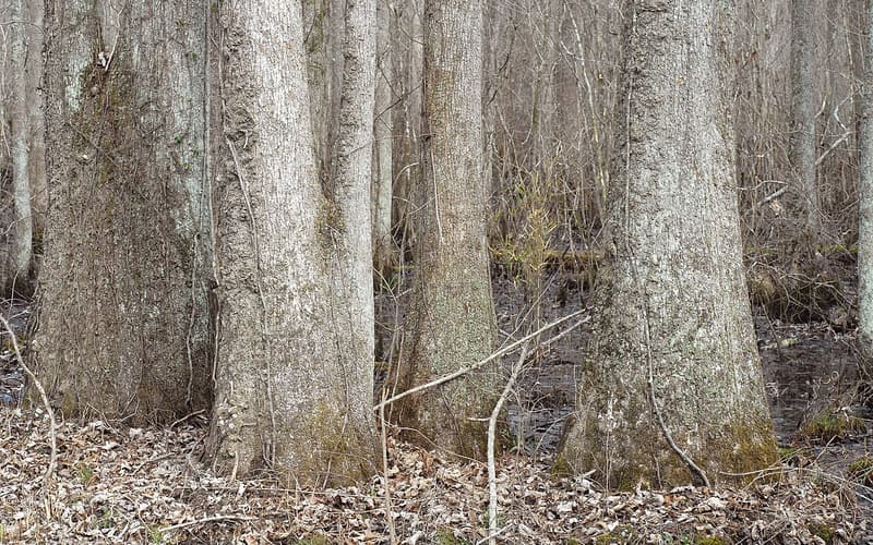 Water tupelo (Nyssa aquatica) gray trunks swelling into broad bases on a swamp floor in winter