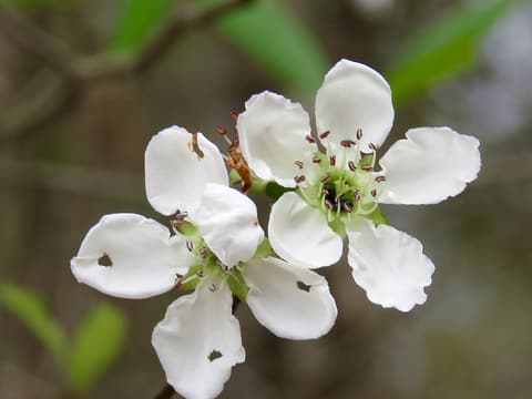 Western mayhaw (Crataegus opaca) white flowers with reddish anthers on a bare twig in early spring