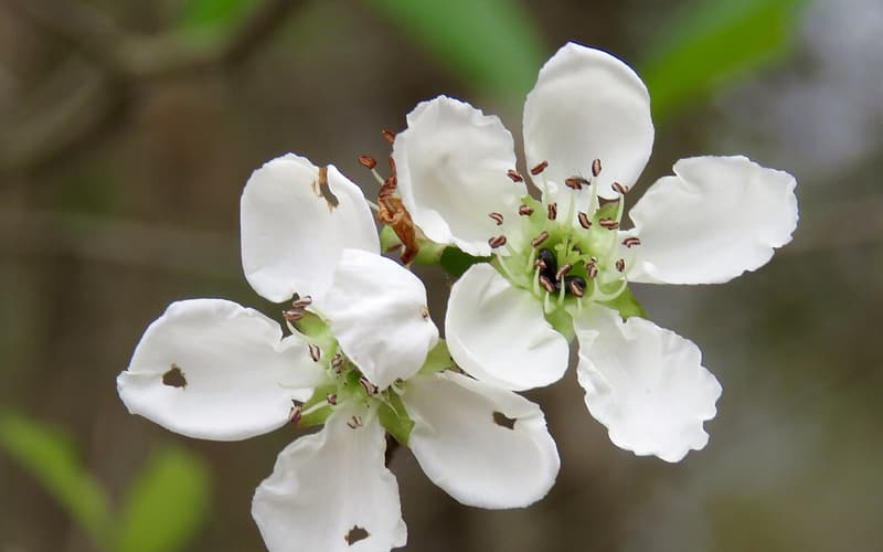 Western mayhaw (Crataegus opaca) white flowers with reddish anthers on a bare twig in early spring