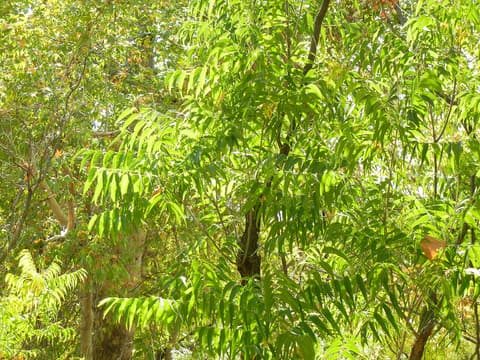 Western soapberry (Sapindus saponaria var. drummondii) long pinnate leaves lit by autumn sun