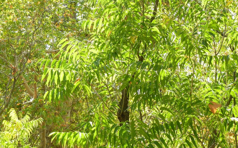 Western soapberry (Sapindus saponaria var. drummondii) long pinnate leaves lit by autumn sun
