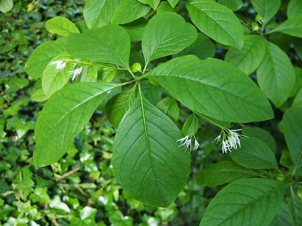White Fringetree (Chionanthus virginicus)