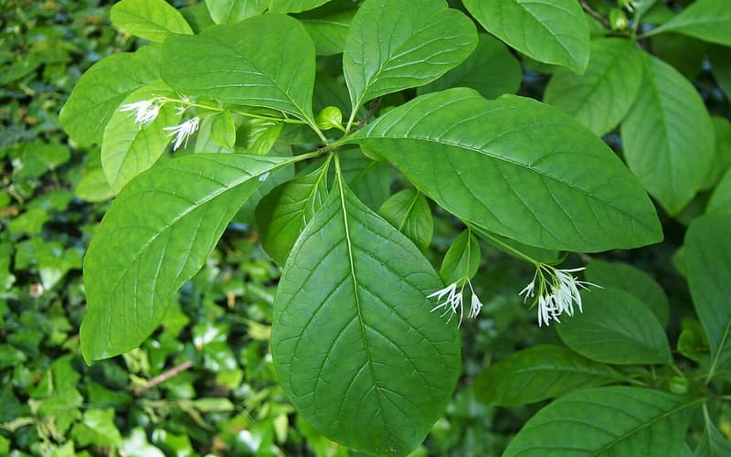 White fringetree (Chionanthus virginicus) leaves with a cluster of fringe-like white flowers
