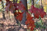 White oak (Quercus alba) twig of fall leaves in wine red, the lobes rounded and bristle-free, pines and woods behind