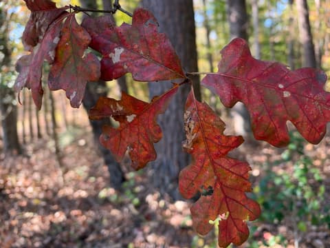 White Oak