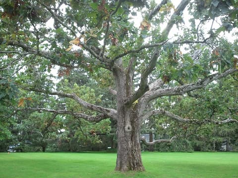 White oak (Quercus alba) with a pale, scaly trunk and long spreading limbs in leaf on a lawn