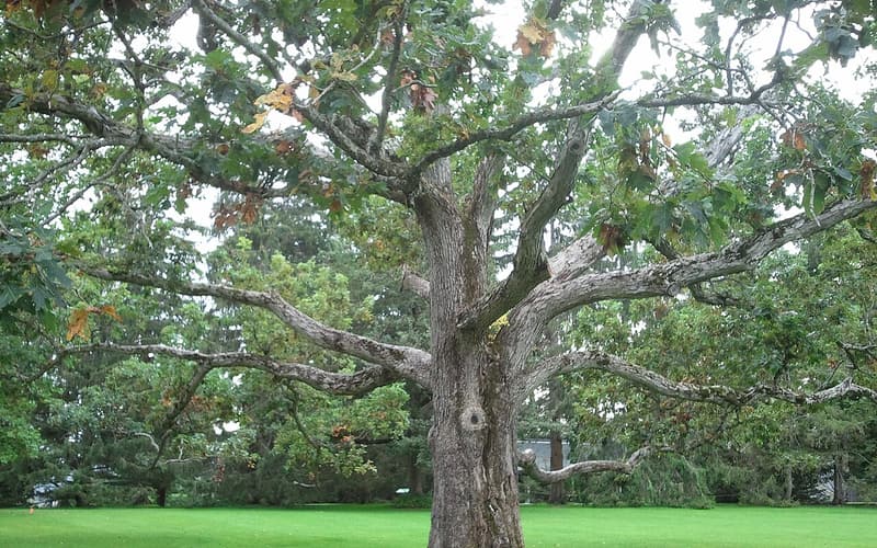 White oak (Quercus alba) with a pale, scaly trunk and long spreading limbs in leaf on a lawn