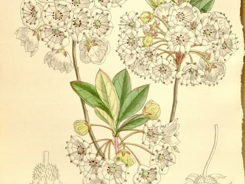 White wicky (Kalmia cuneata) botanical plate of white cup flowers ringed in red on leafy shoots