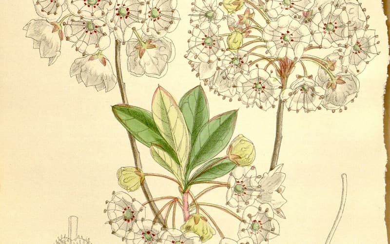 White wicky (Kalmia cuneata) botanical plate of white cup flowers ringed in red on leafy shoots