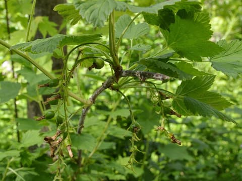 Wild black currant (Ribes americanum) clusters of young green berries hanging among lobed leaves