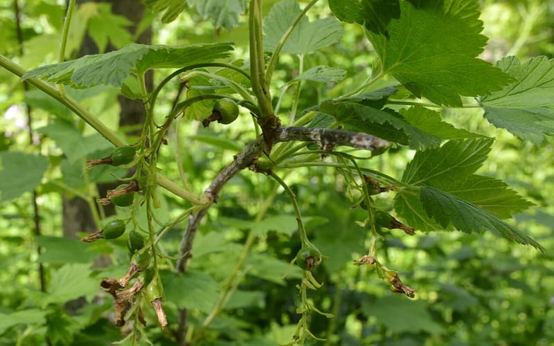 Wild black currant (Ribes americanum) clusters of young green berries hanging among lobed leaves