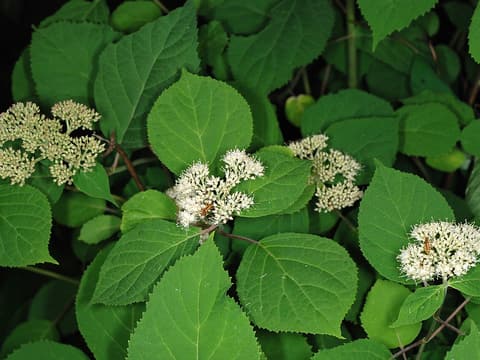 Wild hydrangea (Hydrangea arborescens) domed heads of tiny creamy white flowers among broad toothed leaves