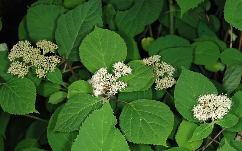 Wild hydrangea (Hydrangea arborescens) domed heads of tiny creamy white flowers among broad toothed leaves