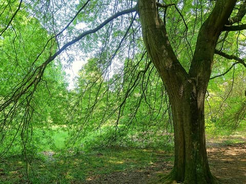 Willow oak (Quercus phellos) forked trunk and long arching branches hung with narrow willow-like leaves