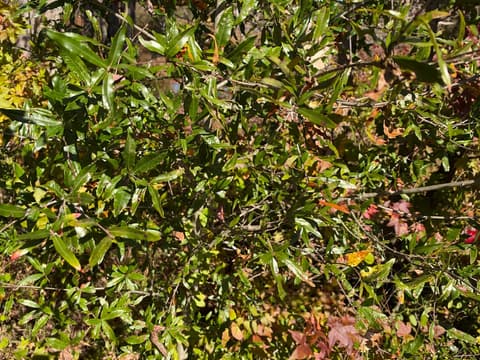 Willow oak (Quercus phellos) in October, narrow, glossy, smooth-edged leaves on slender gray twigs