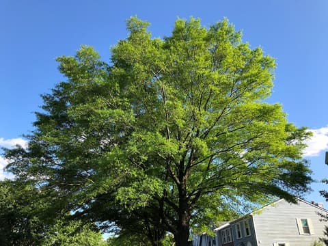 Willow oak (Quercus phellos) crown of fine, narrow leaves in late spring