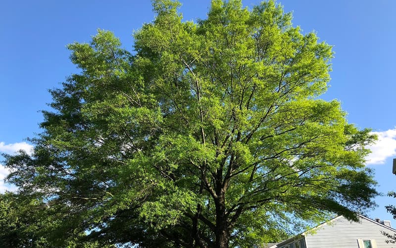 Willow oak (Quercus phellos) crown of fine, narrow leaves in late spring