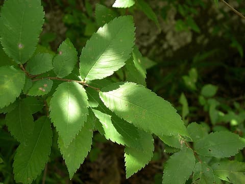 Winged elm (Ulmus alata) sunlit twig of small, doubly toothed leaves in open woods