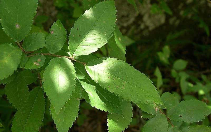 Winged elm (Ulmus alata) sunlit twig of small, doubly toothed leaves in open woods