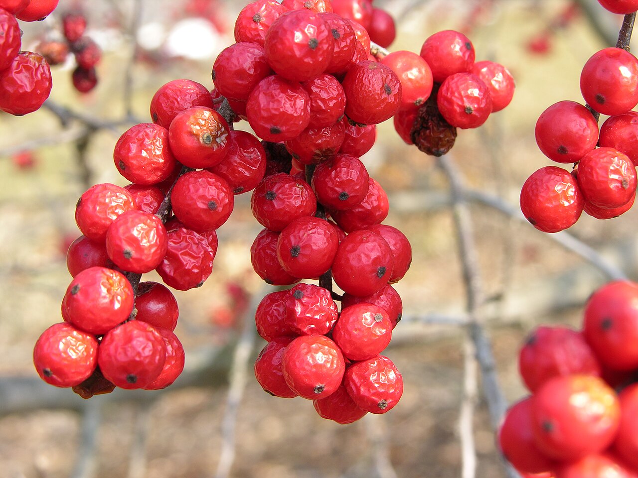 Winterberry Holly (Ilex verticillata)