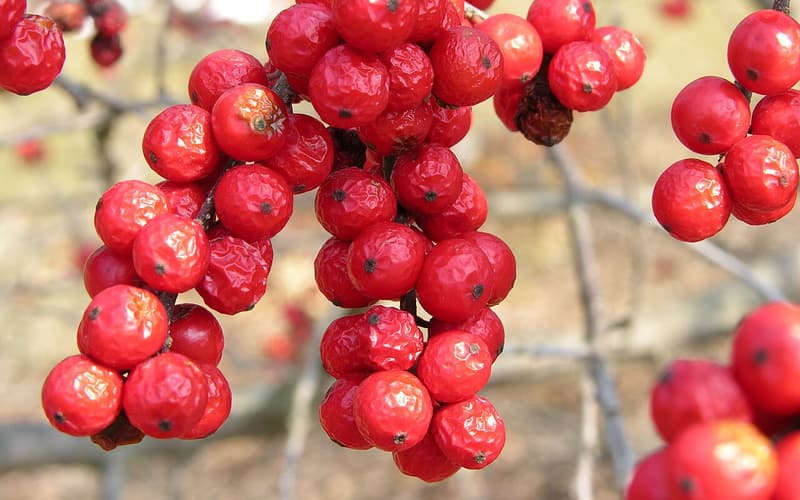 Winterberry (Ilex verticillata) dense red berries on bare twigs in winter