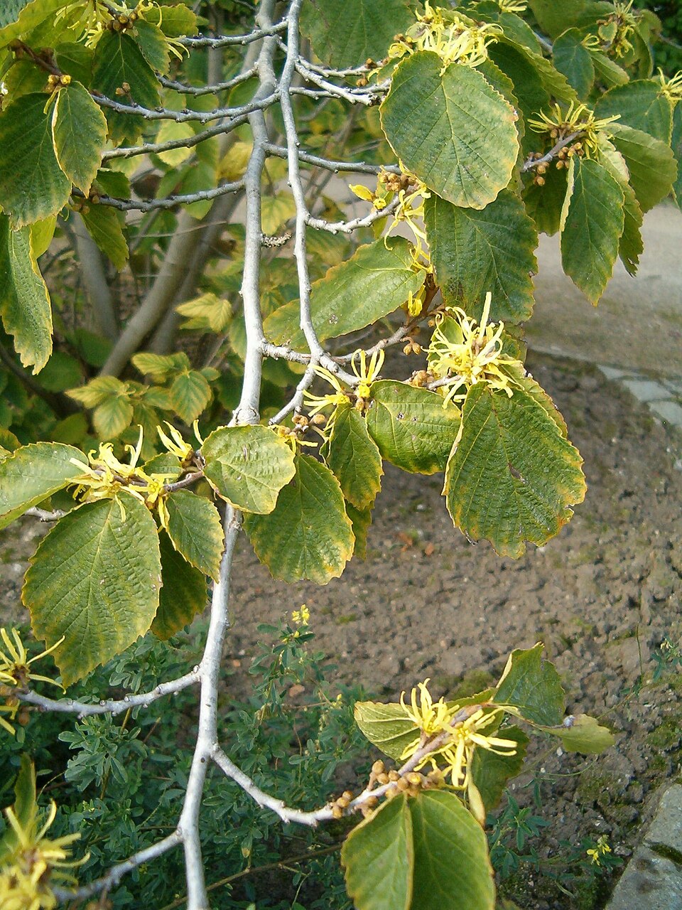 Witch Hazel (Hamamelis virginiana)