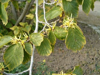 Witch hazel (Hamamelis virginiana) yellow ribbon-like flowers among fall leaves