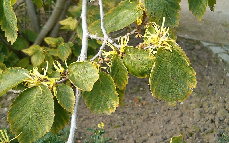 Witch hazel (Hamamelis virginiana) yellow ribbon-like flowers among fall leaves