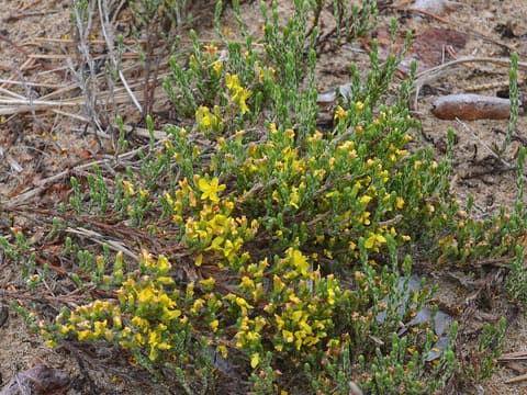 Woolly beach heather (Hudsonia tomentosa) gray-green scaly shoots with small yellow flowers on sand