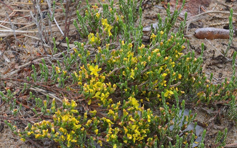 Woolly beach heather (Hudsonia tomentosa) gray-green scaly shoots with small yellow flowers on sand