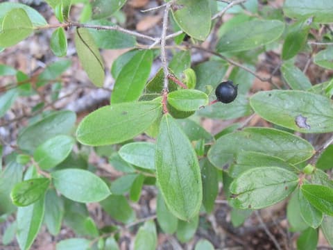 Woolly huckleberry (Gaylussacia mosieri) leafy stem with rounded leaves and a glossy black berry