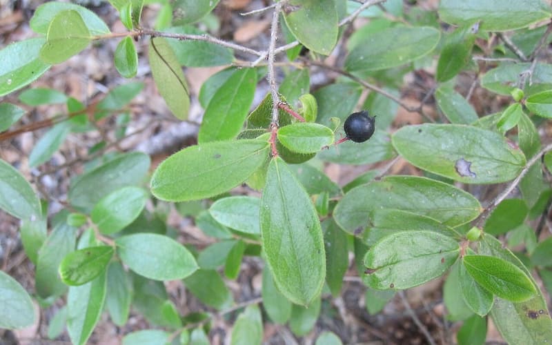 Woolly huckleberry (Gaylussacia mosieri) leafy stem with rounded leaves and a glossy black berry