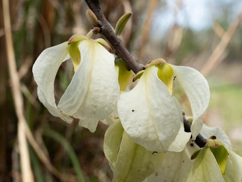 Woolly pawpaw (Asimina incana) nodding creamy white flowers along a bare twig in early spring