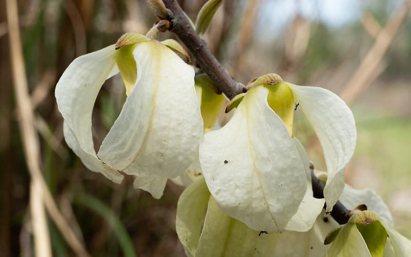 Woolly pawpaw (Asimina incana) nodding creamy white flowers along a bare twig in early spring