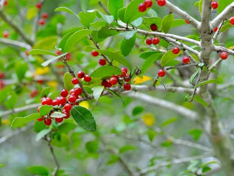 Yaupon (Ilex vomitoria) red berries among small glossy evergreen leaves on gray twigs