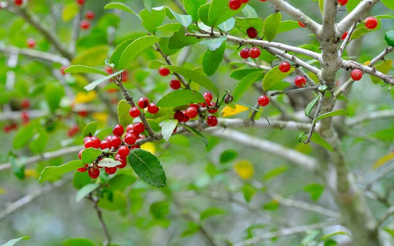 Yaupon (Ilex vomitoria) red berries among small glossy evergreen leaves on gray twigs