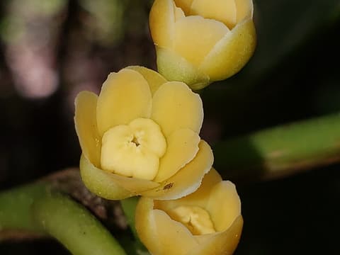 Yellow anise (Illicium parviflorum) three nodding, cup-shaped pale yellow flowers on a green stem