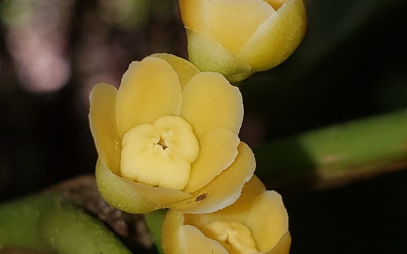 Yellow anise (Illicium parviflorum) three nodding, cup-shaped pale yellow flowers on a green stem
