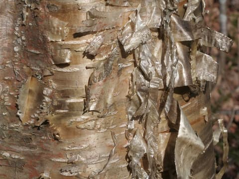 Yellow birch (Betula alleghaniensis) shiny golden bronze bark peeling in thin, curling strips