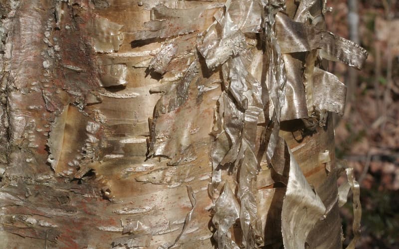 Yellow birch (Betula alleghaniensis) shiny golden bronze bark peeling in thin, curling strips