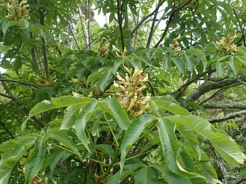 Yellow buckeye (Aesculus flava) upright clusters of yellow flowers among palmate leaves