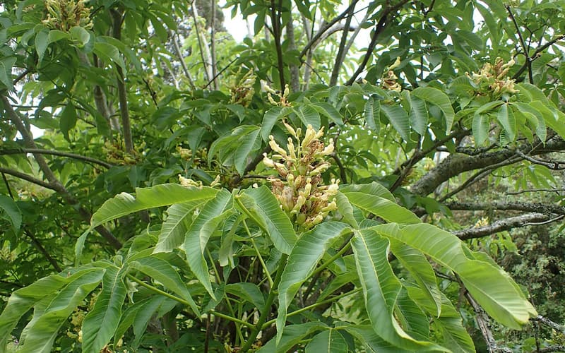 Yellow buckeye (Aesculus flava) upright clusters of yellow flowers among palmate leaves