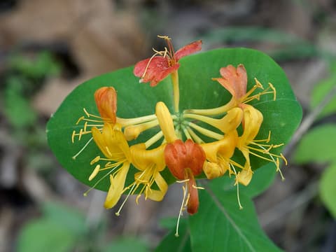 Yellow honeysuckle (Lonicera flava) whorl of yellow flowers turning orange on a joined leaf disk