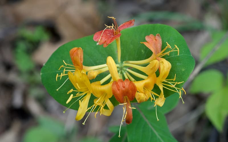 Yellow honeysuckle (Lonicera flava) whorl of yellow flowers turning orange on a joined leaf disk