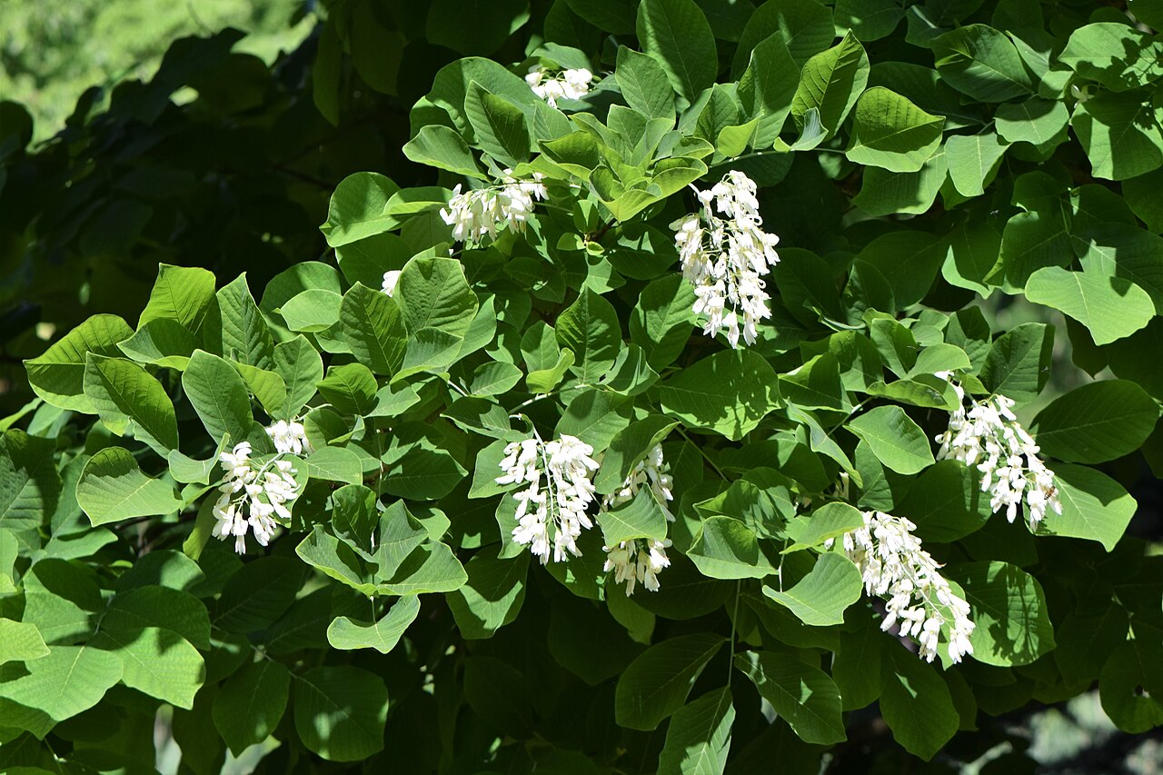 Yellowwood (Cladrastis kentukea)