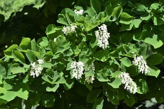 Yellowwood (Cladrastis kentukea) hanging clusters of white flowers among the leaves