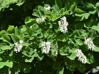 Yellowwood (Cladrastis kentukea) hanging clusters of white flowers among the leaves
