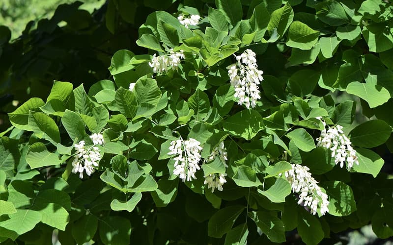 Yellowwood (Cladrastis kentukea) hanging clusters of white flowers among the leaves