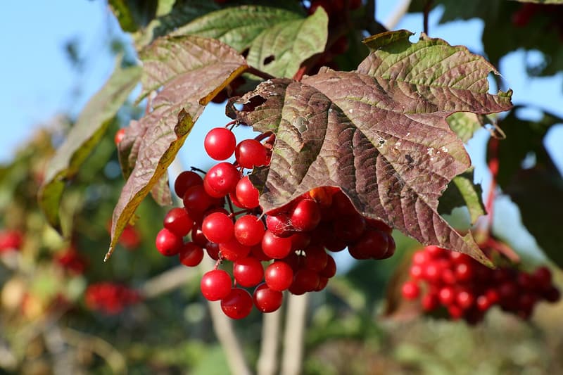 Drooping clusters of glossy red American cranberrybush fruit under three-lobed leaves turning purple