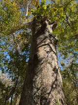 Looking up the dark flaking trunk of an old American sycamore to its white upper limbs and green leaves against blue sky